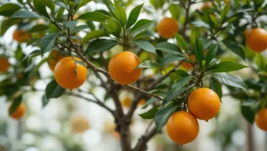 how to grow Orange Tree Indoors