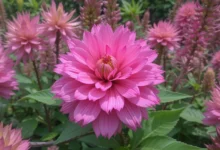 how to grow celosia
